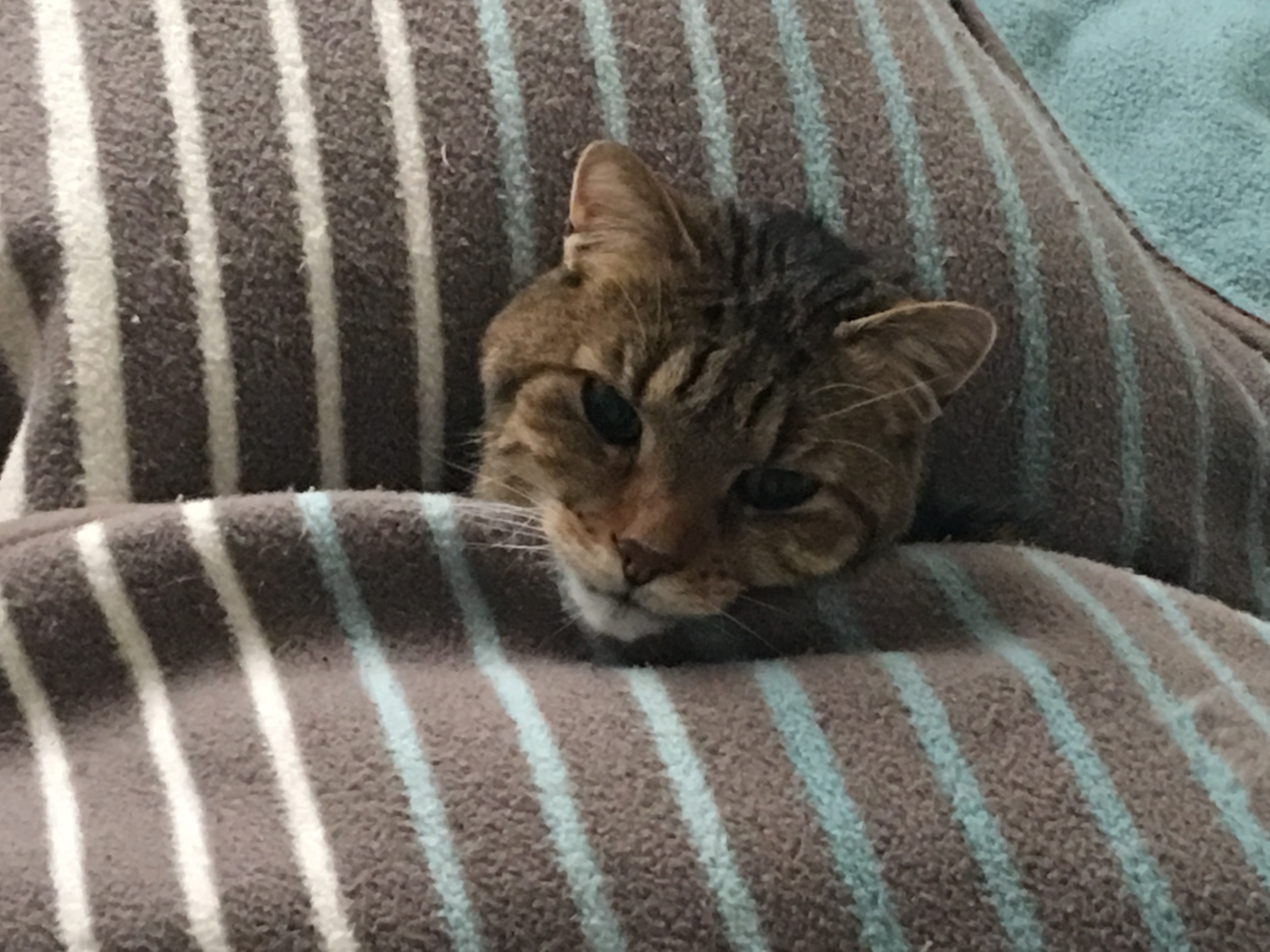 R.I.P. mein dicker Stinker !